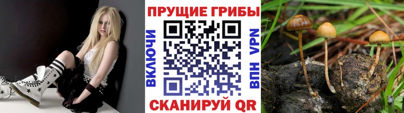 Псилоцибиновые грибы прущие грибы  Норильск 